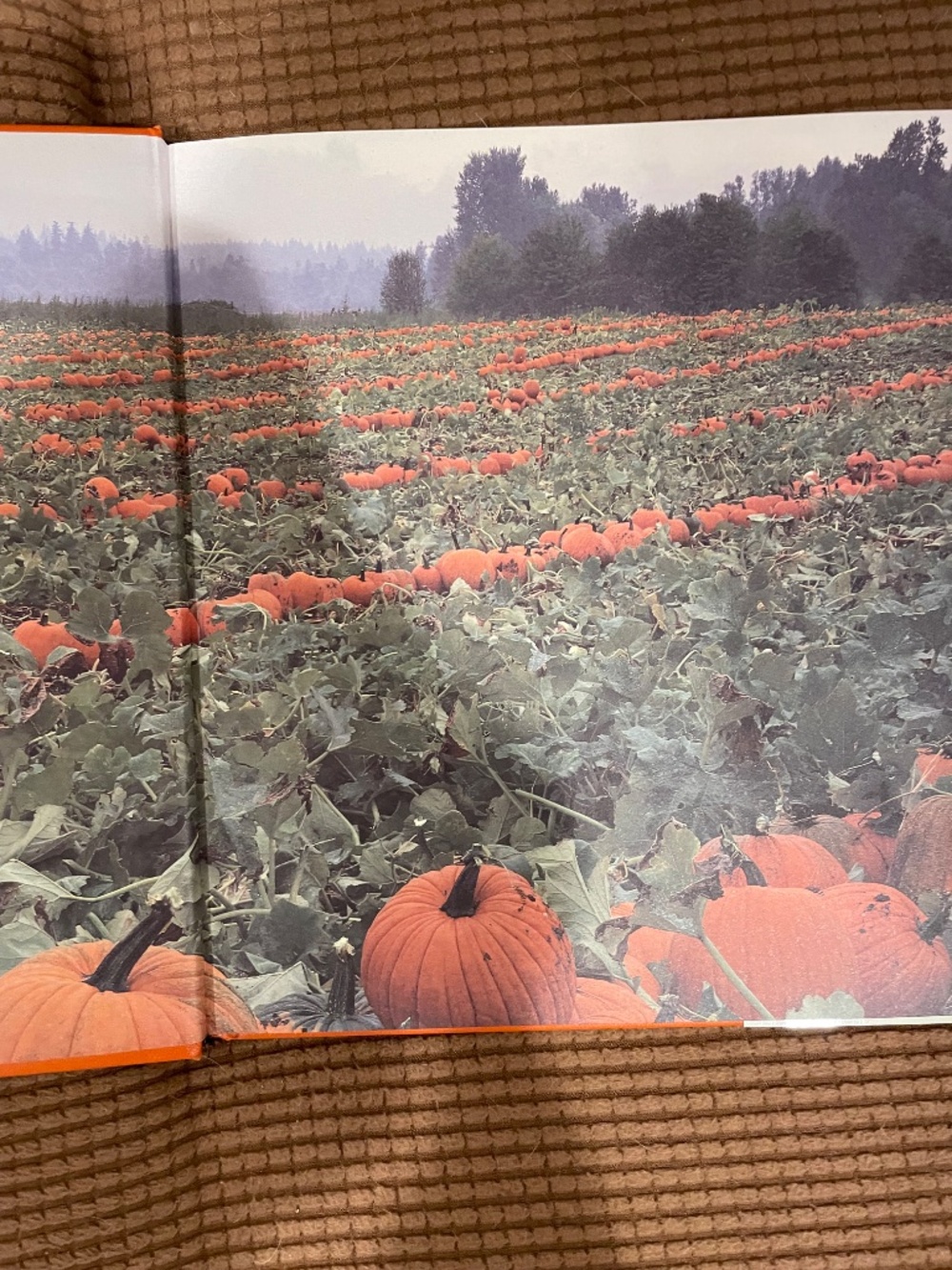 Punmpkins:  A Photographic Celebration - Hardbound - Picture 6 of 13